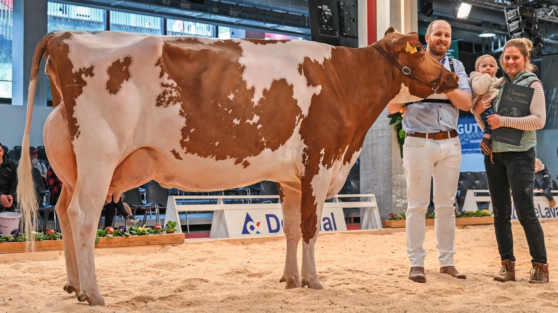 Den Senior-Champion-Red-Holstein-Titel gewann Gastlosen Jordy Lima von Roger Hämmerli aus Oberbüren. Bilder: Samuel Alessandri