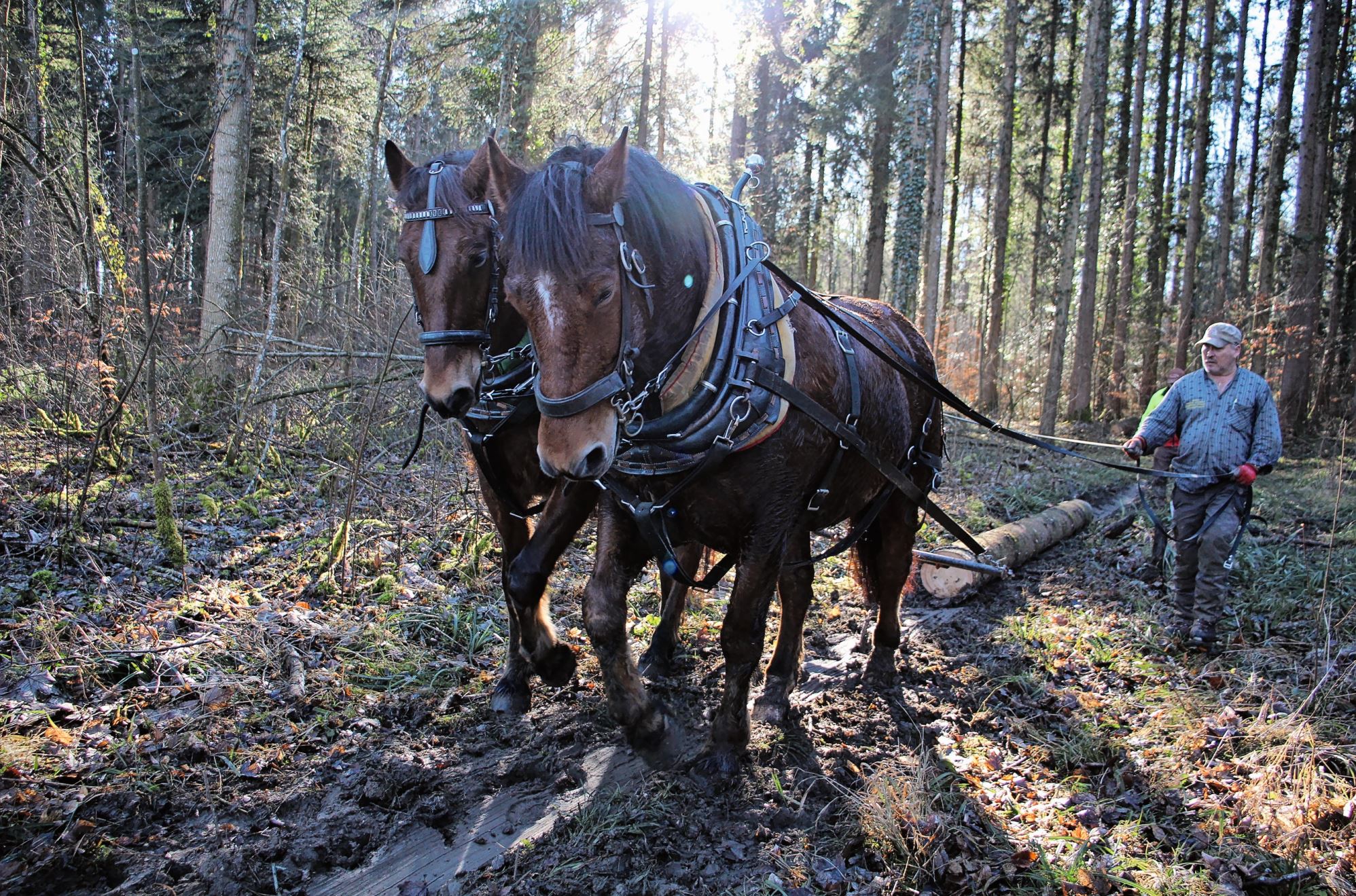 Rolf Lüchinger delegiert das Zweiergespann durch den Wald.