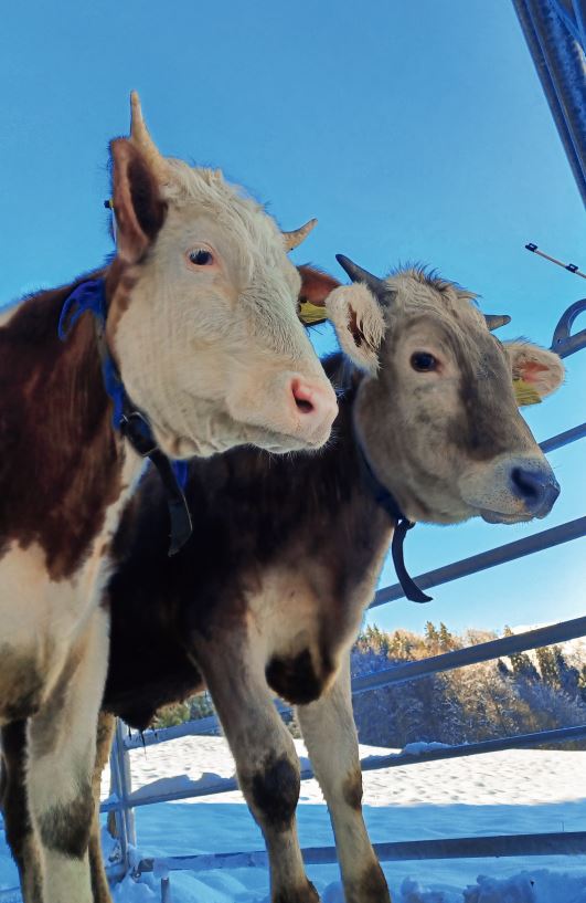 Das Rindvieh muss auch im Winter Auslauf haben. Bild: Erika Berger