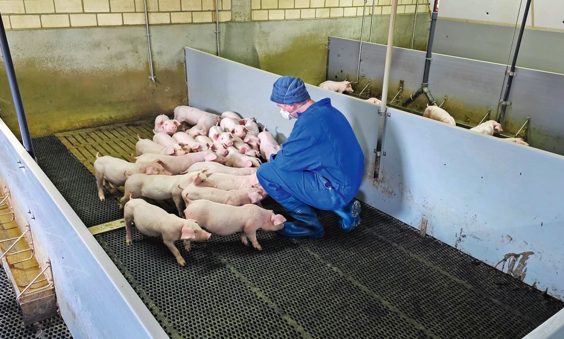 Nik, Stadtkind im Schweinestall, will unerkannt bleiben. Bild: zVg.