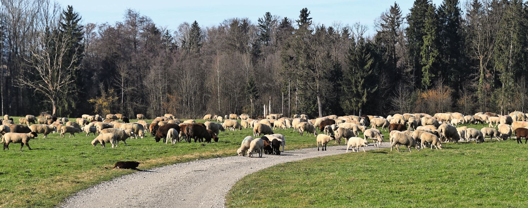 Die Schafe befinden sich im Naturschutzgebiet Hudelmoos bei Muolen.