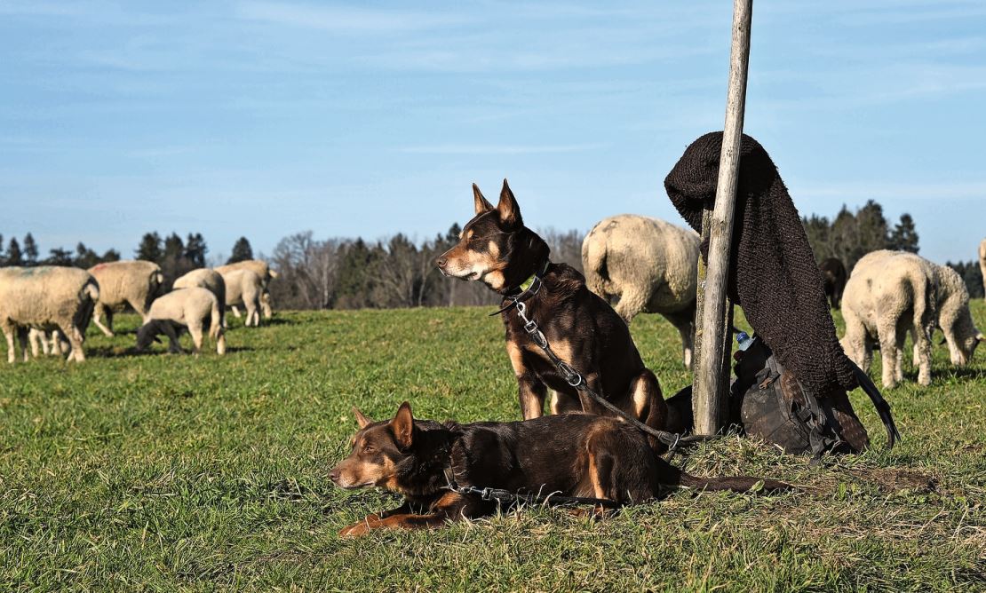 Hütehunde der Rasse Australian Kelpie halten die Schafherde zusammen.