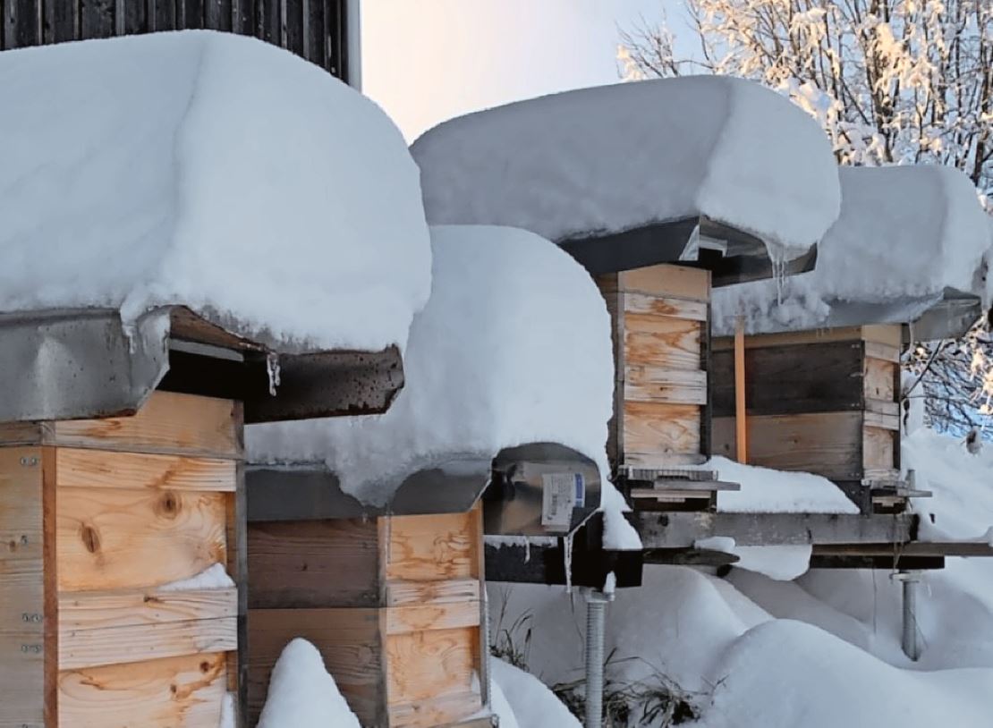 Da nur starke Bienenvölker Ende Sommer genug Winterbienen aufziehen können, tragen Imker zur erfolgreichen Überwinterung der Bienen bei.