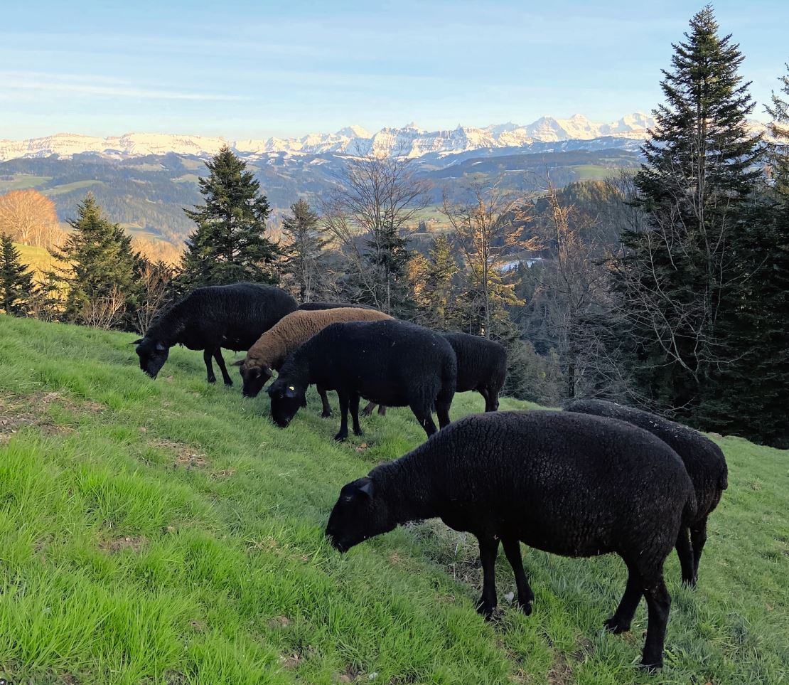 Weiden mit Aussicht: Das Schwarzbraune Bergschaf ist für das hügelige Emmental gut geeignet. Bild: Naturwürfeli