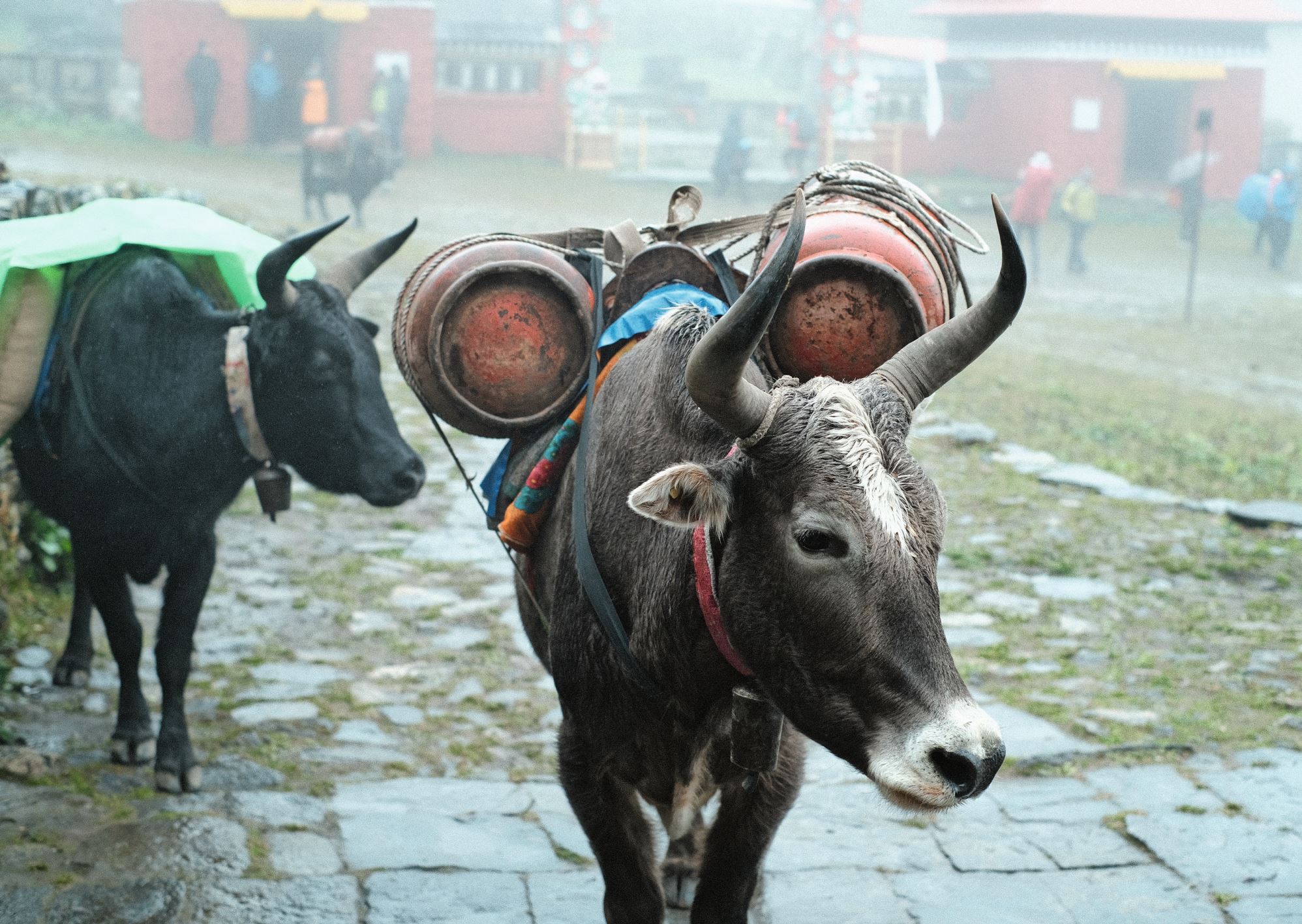 Ein friedliches Yak im Everestgebiet. Es trägt Gasflaschen.