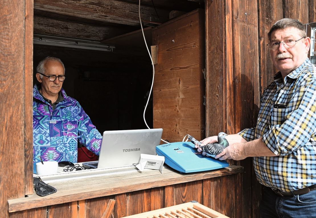 Jede Taube wird vor dem Wettflug mit einem Registriergerät erfasst. Dies geschieht vor dem Verlad beim Restaurant Hirschen in Muolen.