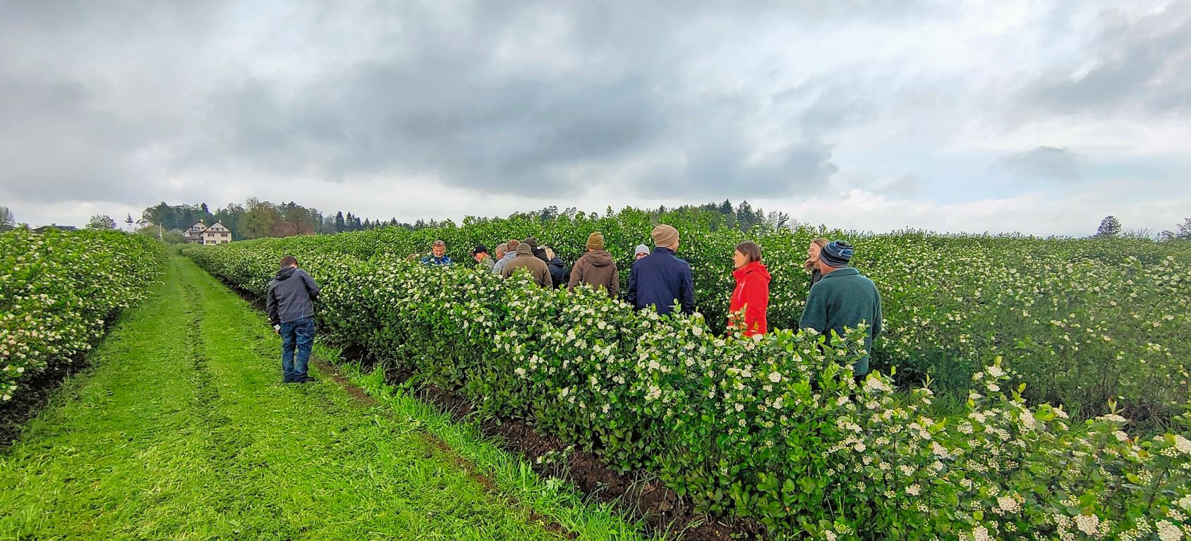 Besichtigung der blühenden Aronia-Anlage von Thomas Heggli. Mäuse- und Unkrautbekämpfung sieht der Betriebsleiter als grösste Herausforderungen im Anbau.