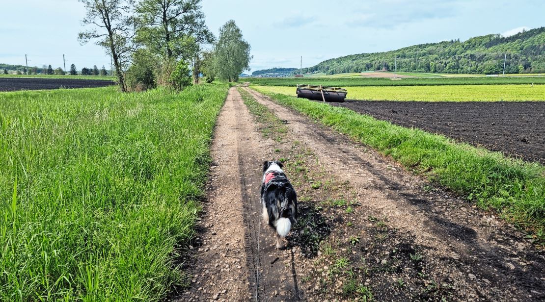 Die Freizeitaktivitäten im Kulturland wirken sich störend auf die Biodiversität aus, sagt Marcel Züger. Bild: Jonas Ingold, lid.