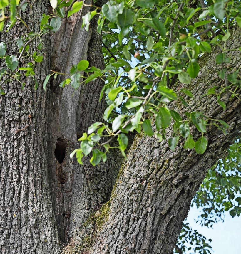 Der etwa 200-jährige Wasserbirnen-Hochstammbaum ist ein natürliches Insektenhotel.