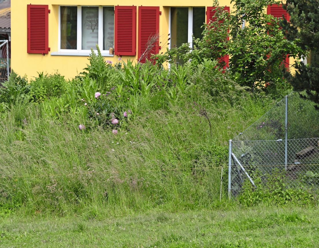 Lucia Neff lässt wilde Ecken in ihrem Garten zu.