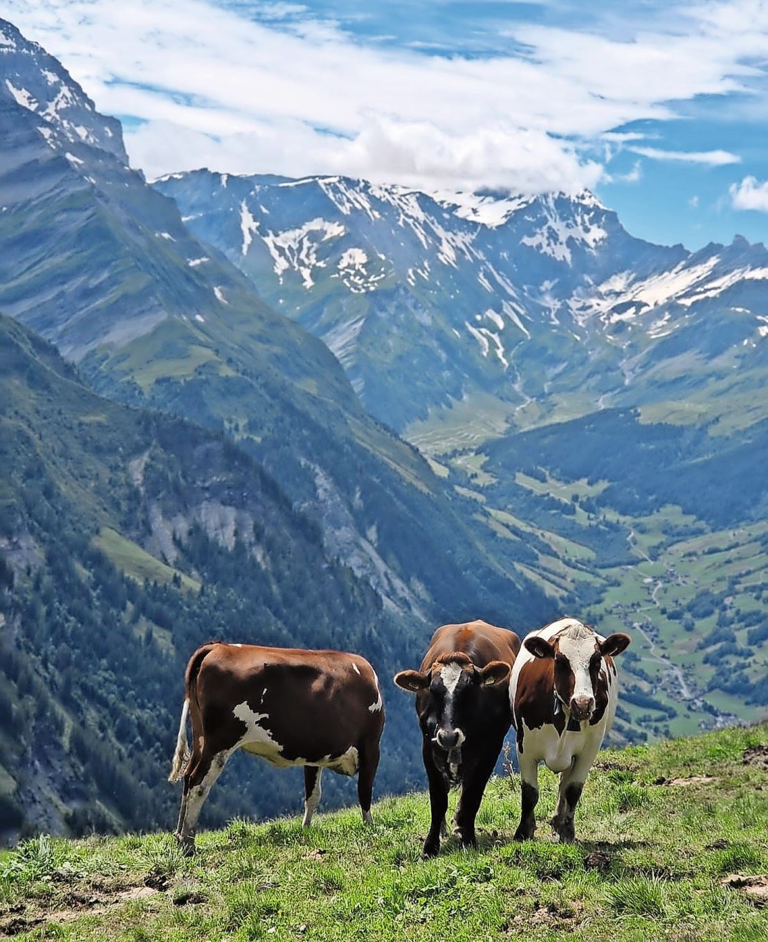 Die Rinder geniessen die Aussicht und das schöne Wetter.