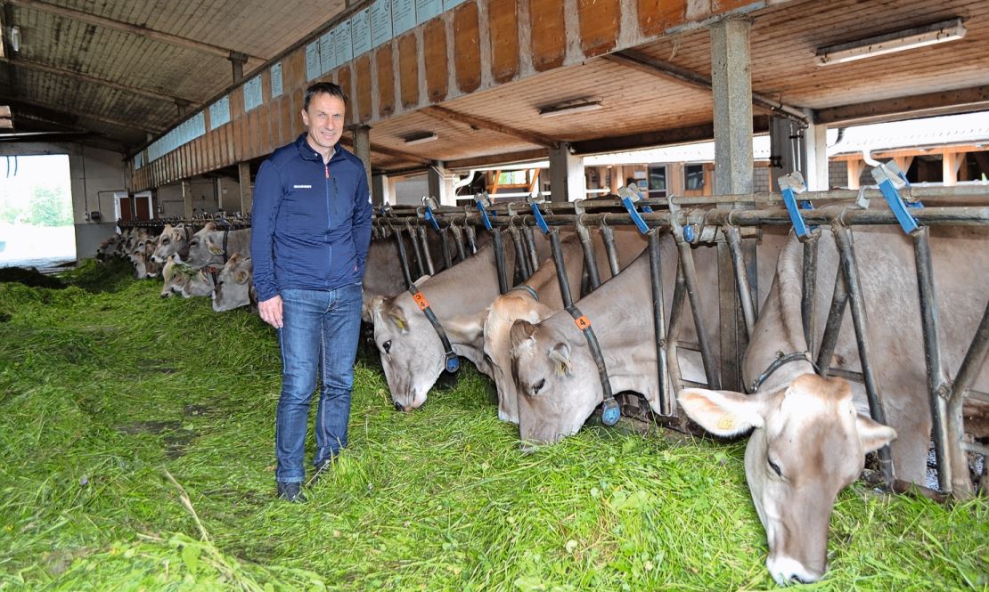 Reto Grünenfelder inmitten der Braunen Kühe des LZSG-Landwirtschaftsbetriebs in Salez. Bilder: Adi Lippuner