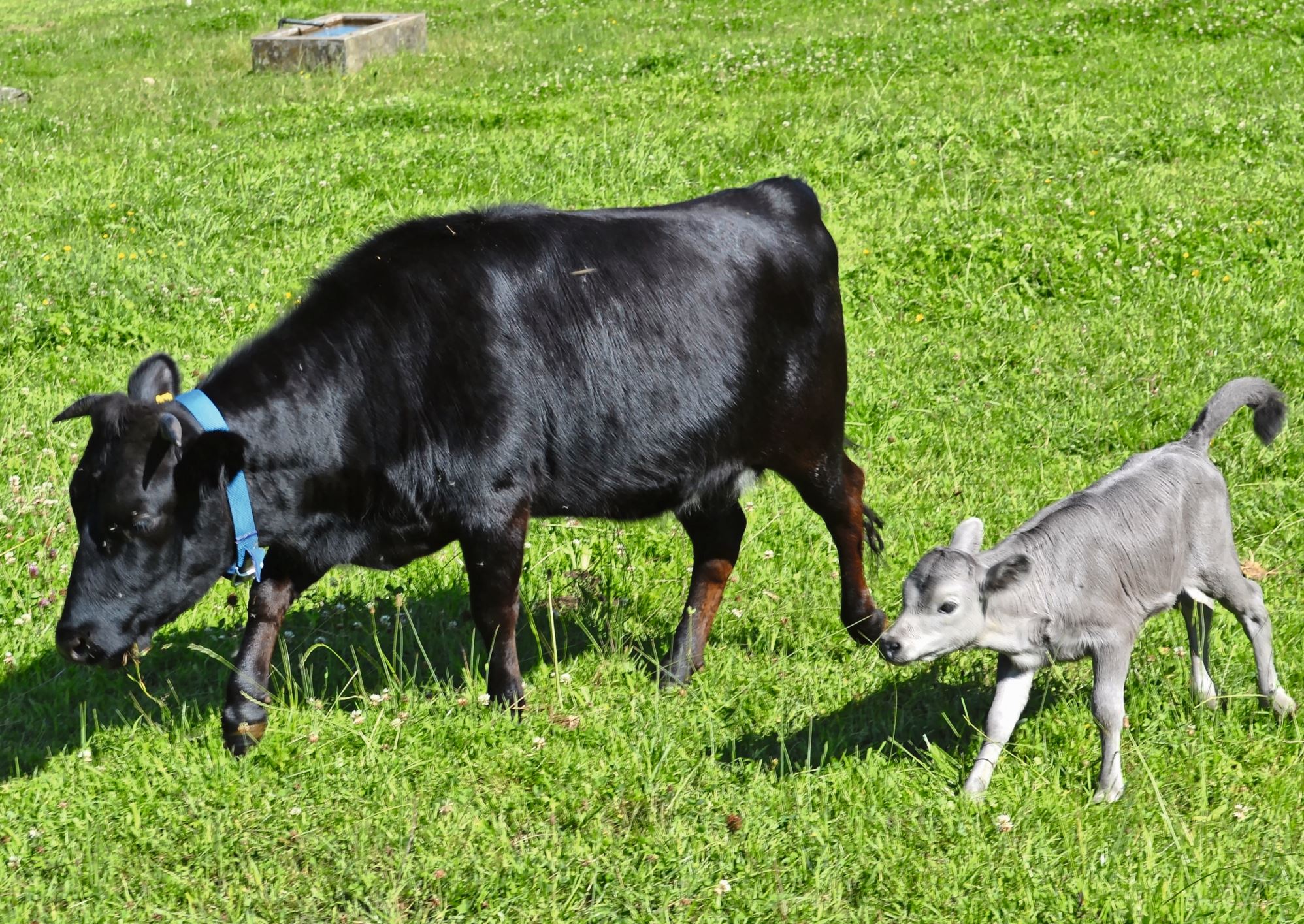 Die Dahomeys sind bewegungsfreudig.