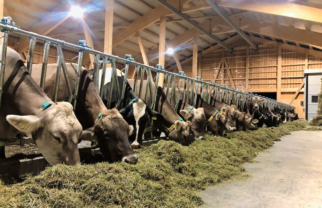 Milchkühe der Rassen Brown-Swiss und Holstein bevölkern den neuen Laufstall. Bild: zVg.