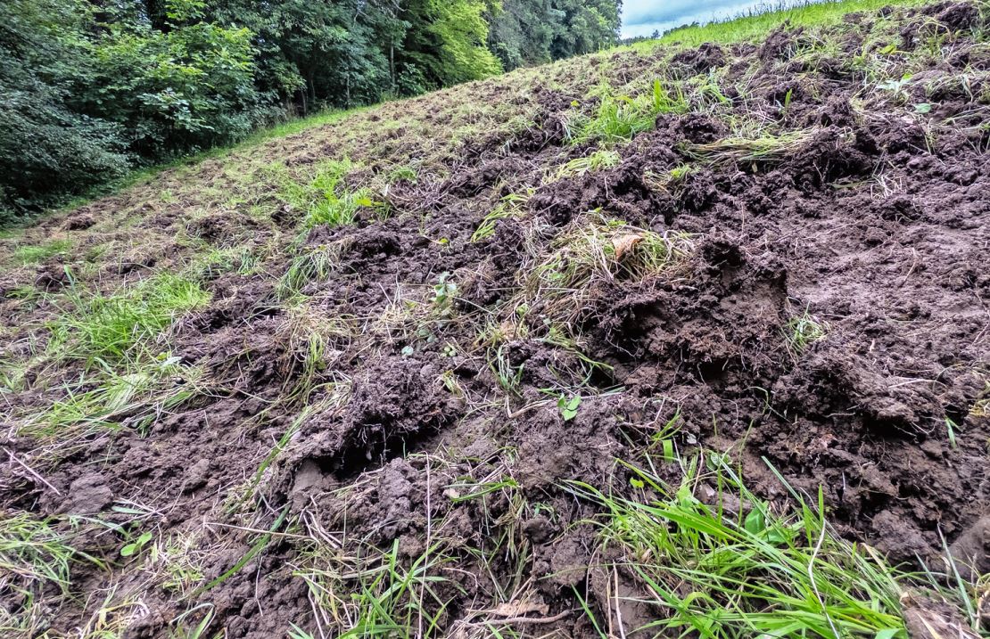 Die Schäden, die Wildschweine verursachen, sind massiv. Bild: Jürg Vollmer