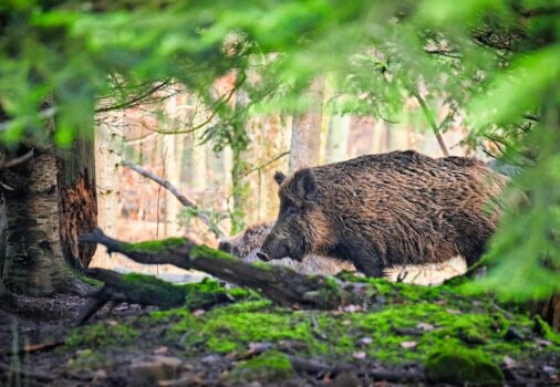 Der Kanton Zürich hat ein Problem mit Wildschweinen. Man schätzt den Bestand auf 2000 bis 3000 Stück. Bild: zVg.