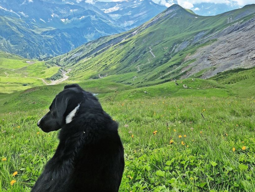 Blacky begleitet Monika Weber manchmal auf ihrer Rindertour.