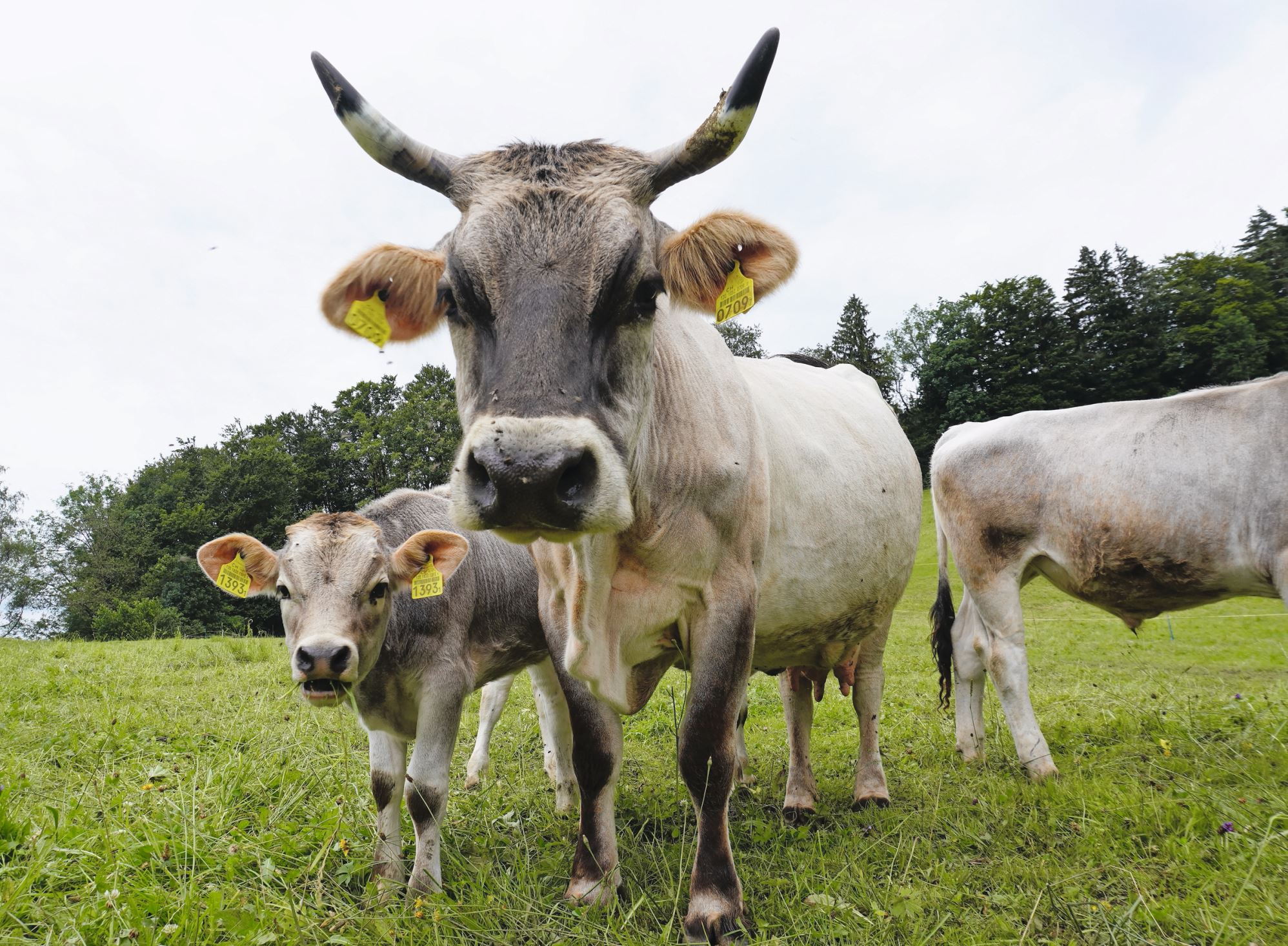 Grauviehkühe sind stolze Hornträgerinnen.