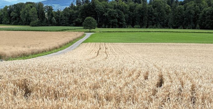 Weit gesätes Getreide lässt Licht auf den Boden für Ackerwildkräuter und bietet Nistmöglichkeiten. Beiträge sind ab 2025 über die Vernetzung möglich. Bild: lzsg.