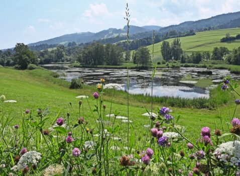 Ein idyllisches Naturschutzgebiet liefert Streue für Pflanzen und Tiere.