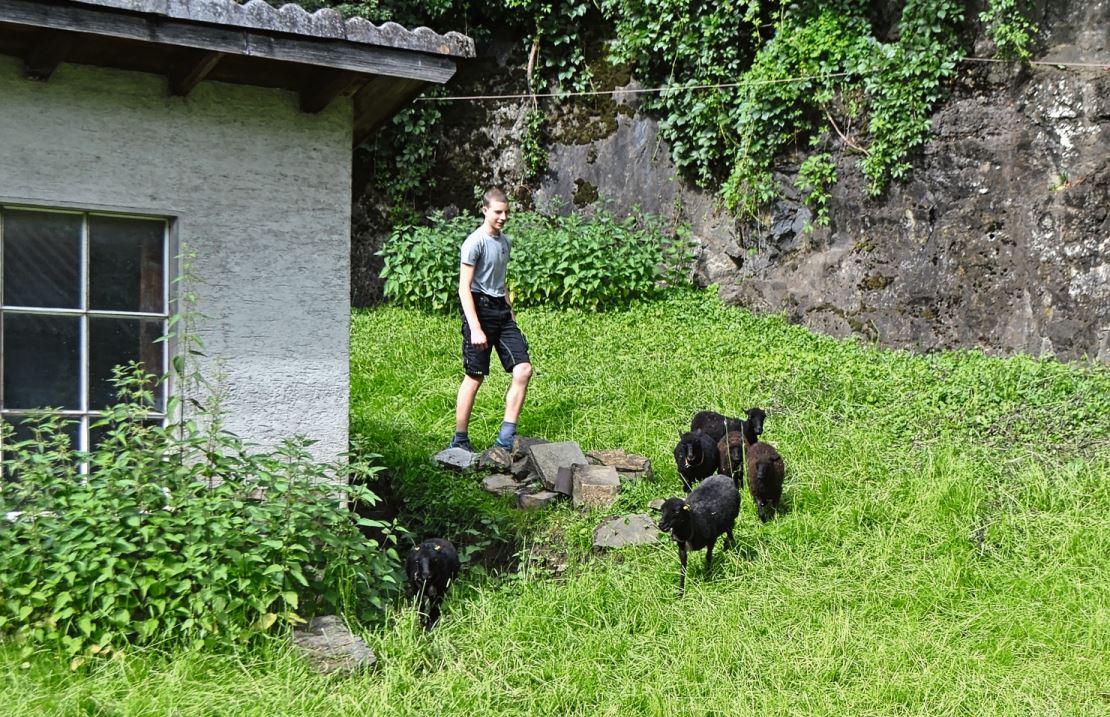 Die scheuen Ouessant-Schafe geniessen das saftige Gras.