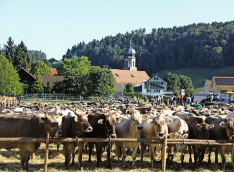 Schon bald geht es wieder los – landauf und landab finden diverse Viehschauen statt. Bild: Fränzi Göggel