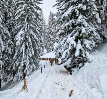 Wegen des Wintereinbruchs geht es mit den Tieren früher Richtung Tal.