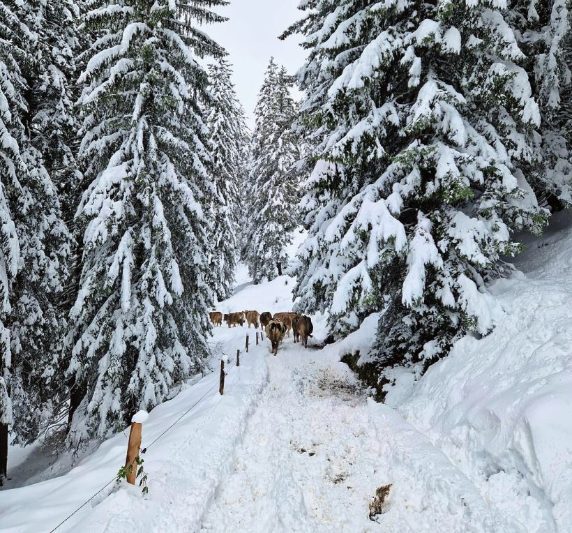 Wegen des Wintereinbruchs geht es mit den Tieren früher Richtung Tal.