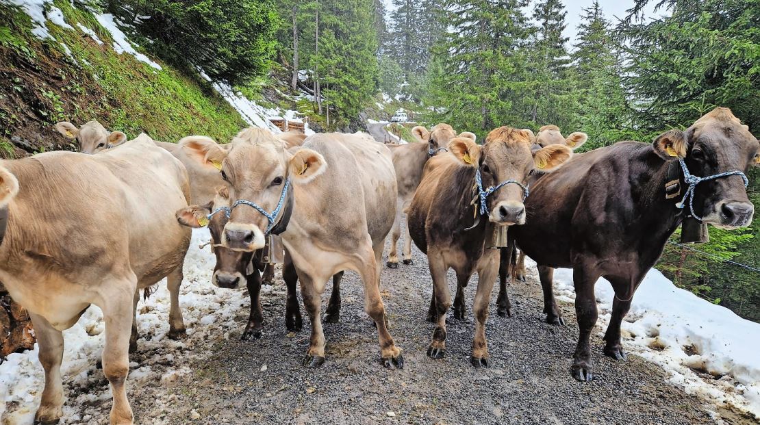 Die Kühe sind bereit für den Abtransport. Bilder: Monika Weber