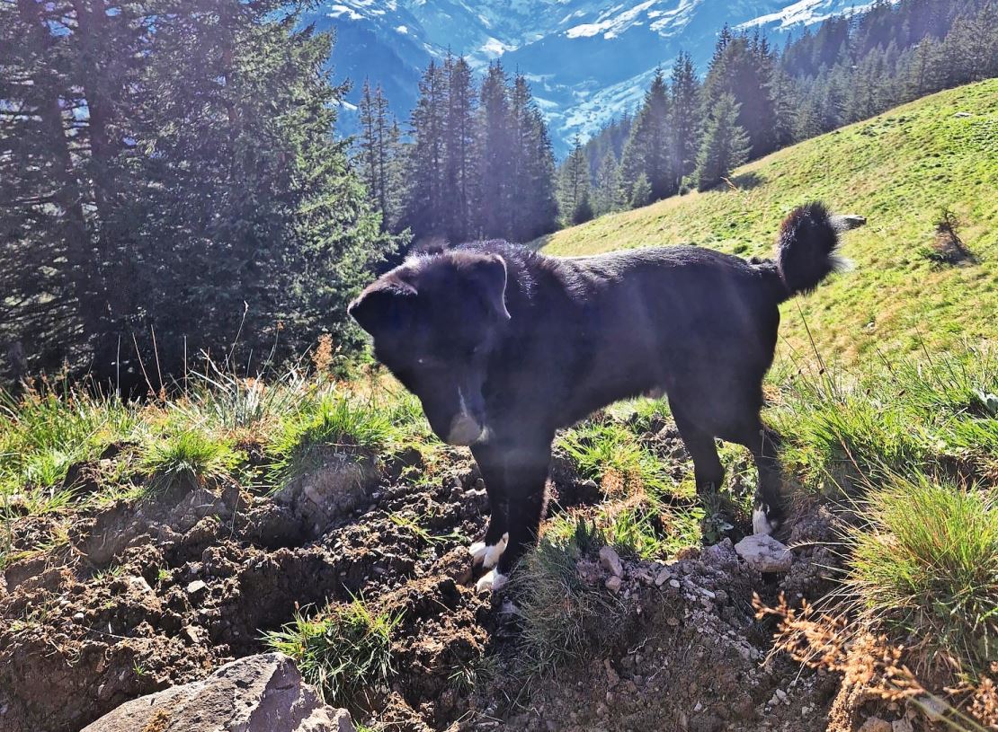 Blacky geniesst es – der Schnee hat sich wieder verabschiedet.