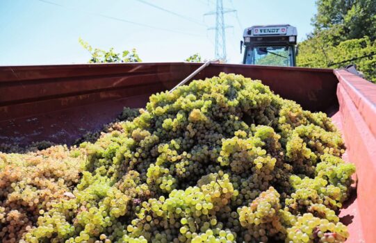 Zum Abschluss des Erntejahres ist die Obst- und Weinernte, der Wümmet, im Herbst an der Reihe.