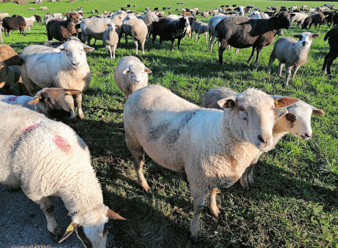 Gesunde Schafe benötigen einen korrekten Klauenschnitt. Auch zur Moderhinkebekämpfung ist dies wichtig. Bild: Vreni Jung