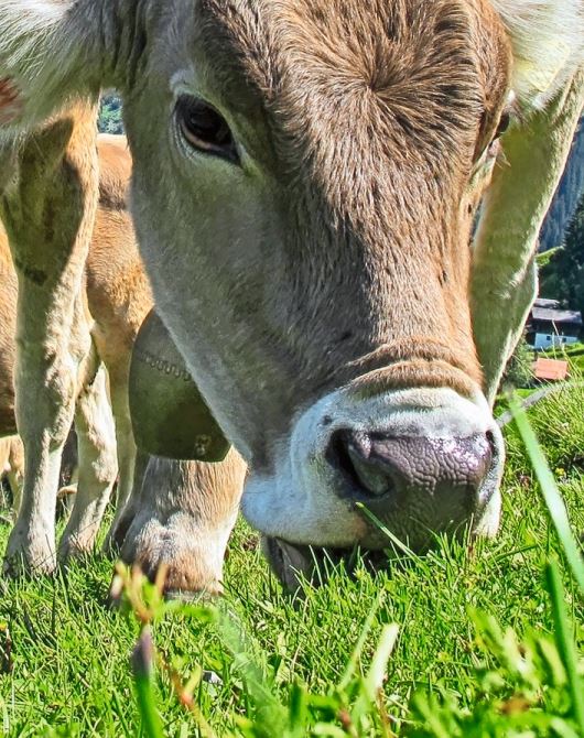 Das PFAS kam über die Böden und Gras ins Fleisch der Tiere. Bild: zVg.