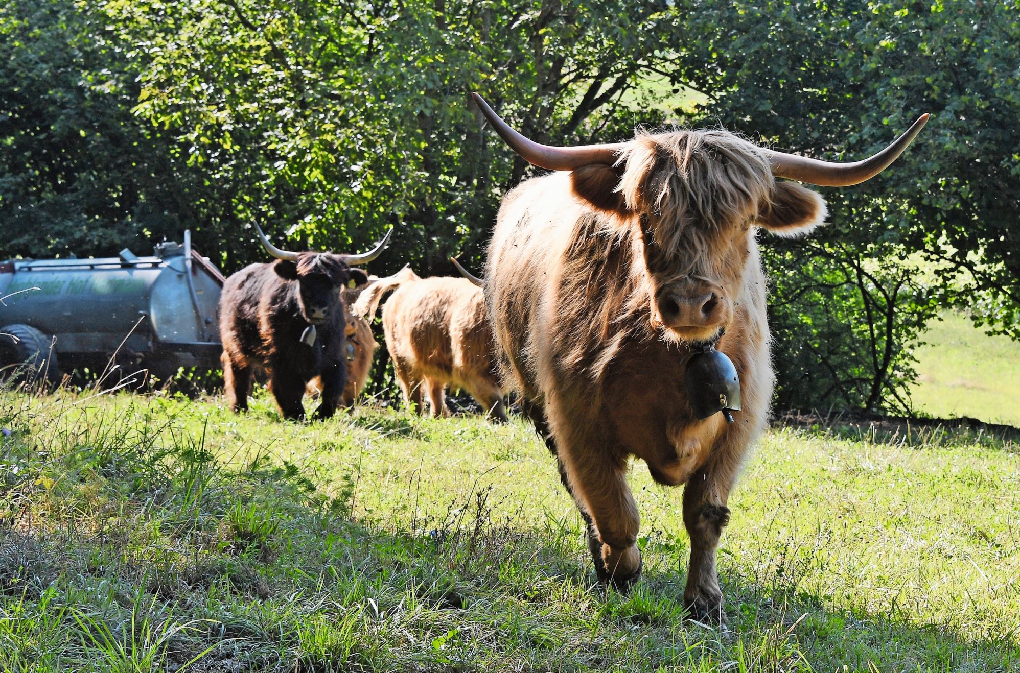 Hartmanns Schottische Hochlandrinder sind auf der Weide.