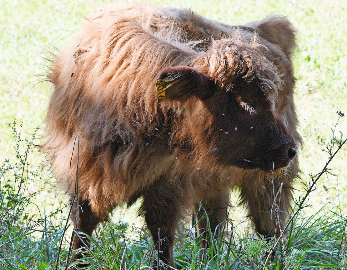 Ein Kalb der Rasse Schottisches Hochlandrind.