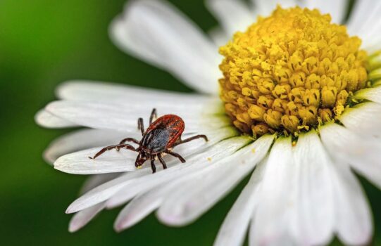 Der Klimawandel begünstigt das Vorkommen von Zecken. Bild: Pexels