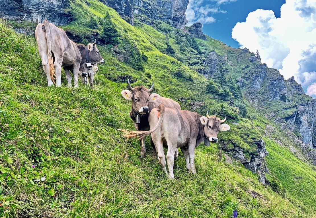 Zecken werden für das Vieh auf der Alp zunehmend zum Problem. Bild: zVg.