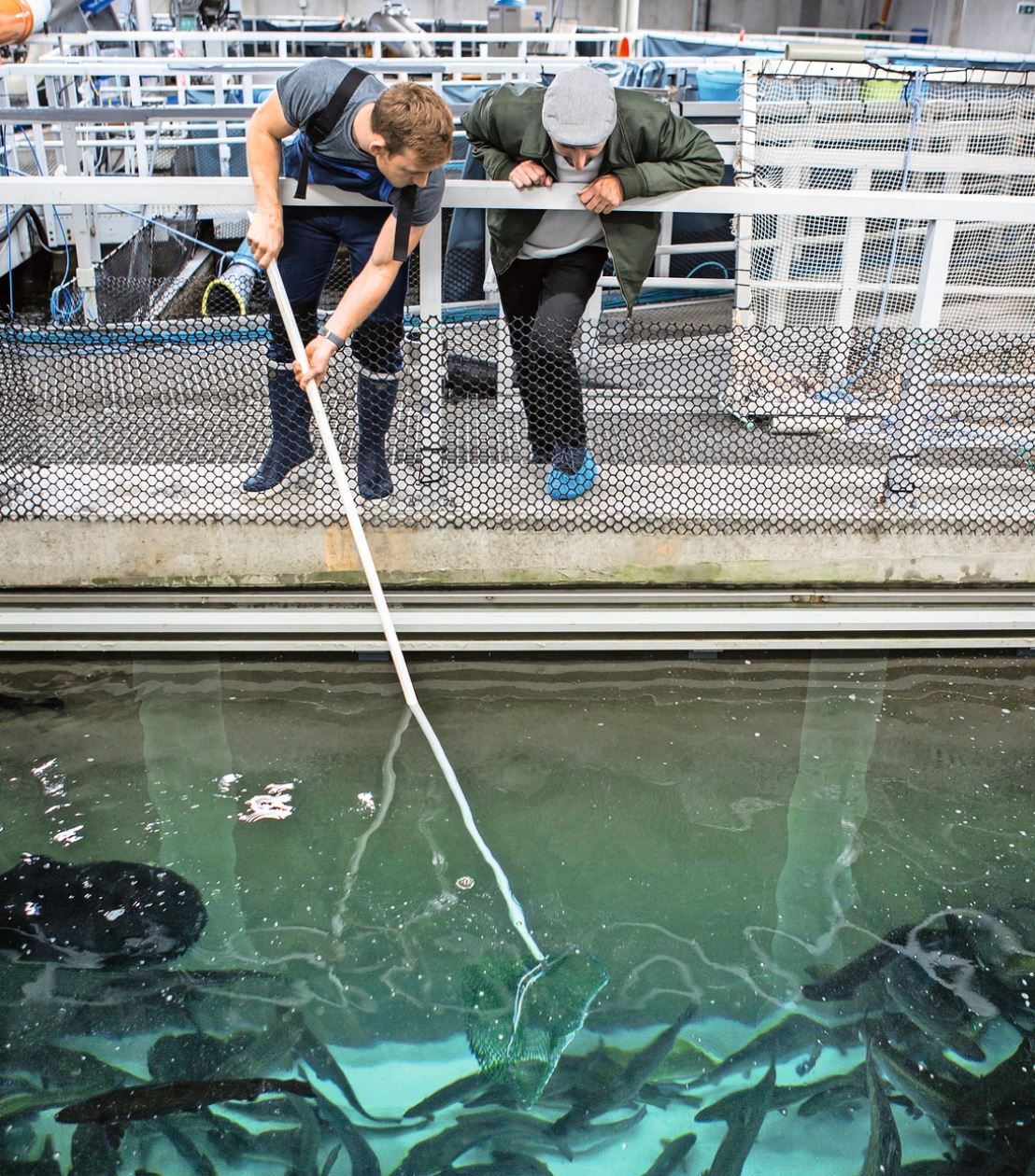 Lachs ist beliebt: Lachse im Hälterungsbecken der Swiss Lachs AG.