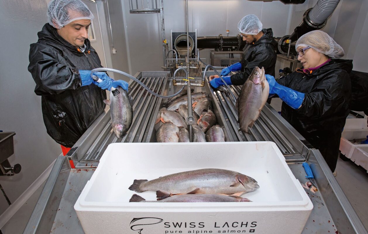 Letztes Jahr hat die Swiss Lachs AG in Lostallo insgesamt rund 97 500 Fische gezüchtet. Bilder: Swiss Lachs AG