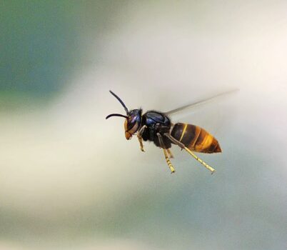 Die Asiatische Hornisse breitet sich in der Schweiz immer mehr aus. Sie stellt ein Problem für die einheimischen Bienen dar. Bild: Dietemann, Agroscope ZBF