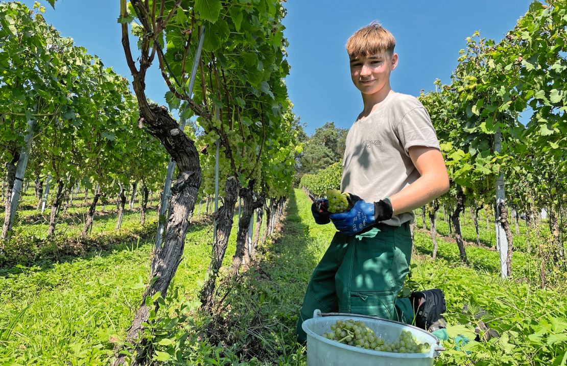 Der Winzerlehrling Noah Kamm im Rebberg. Bilder: Stefan Gantenbein