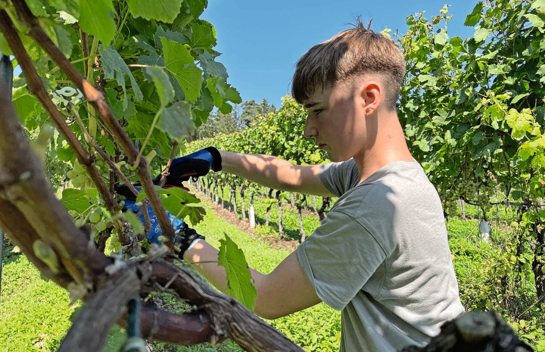 Der genaue Erntezeitpunkt hängt von der Rebsorte, dem Reifegrad der Trauben und den gewünschten Weineigenschaften ab.