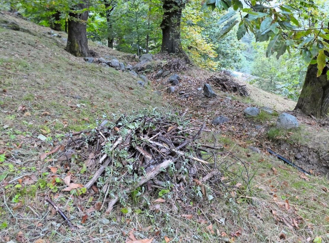 Vor der Ernte wird der Waldboden geputzt. Das gesammelte Laub und Äste werden später aus dem Wald getragen und entsorgt.