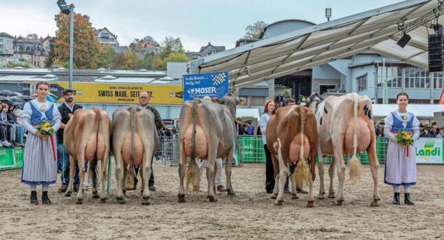 Die fünf Missen der Olma-Elitenschau der Rassen Jersey, Original Braunvieh, Brown Swiss, Fleckvieh und Holstein (von links) zeigten sich in bester Verfassung. Bild: Braunvieh Schweiz