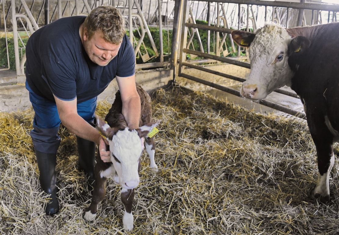 Roland Berger im Stall bei einer Hereford-Kuh und ihrem frisch geborenen Kalb.