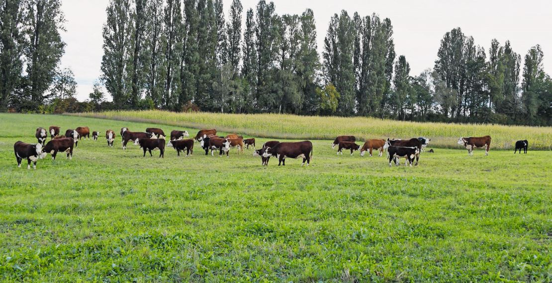 Bergers Hereford-Herde auf der Weide.