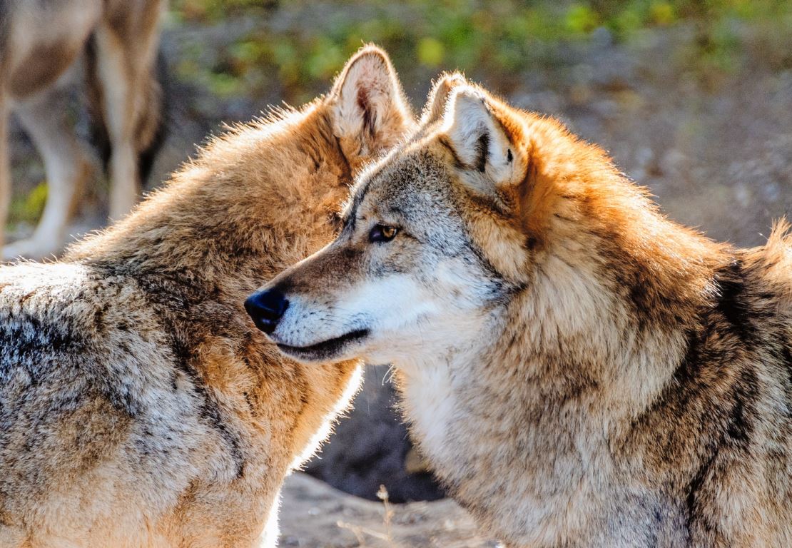 Auch der Wolf nimmt in der Kantonspolitik Platz ein. Bild: zVg.