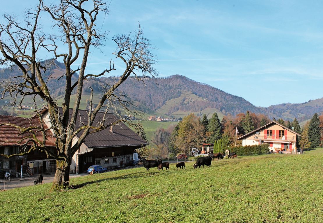 Familie Hüppi führt ihren Betrieb im hügeligen Goldingertal.