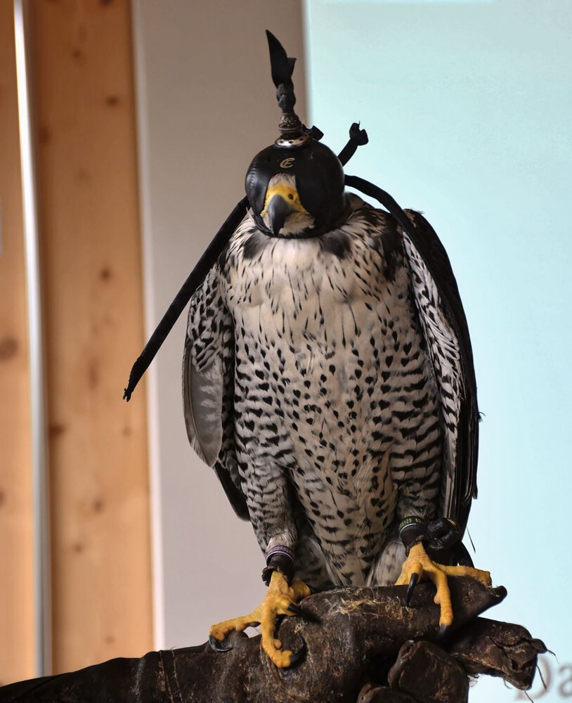 Greifvögel mit Sichtschutzhauben verhalten sich ruhig, sobald sie nichts mehr sehen. Bild: Thomas Güntert