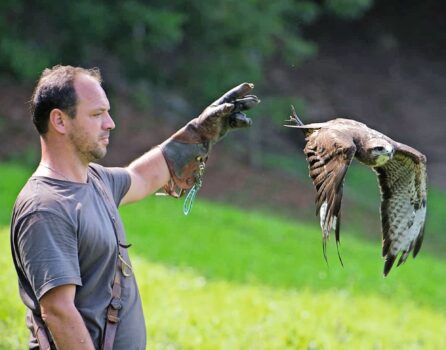 Steven Diethelm geht mit seinen Greifvögeln auf Beizjagd. Bild: Steven Diethelm